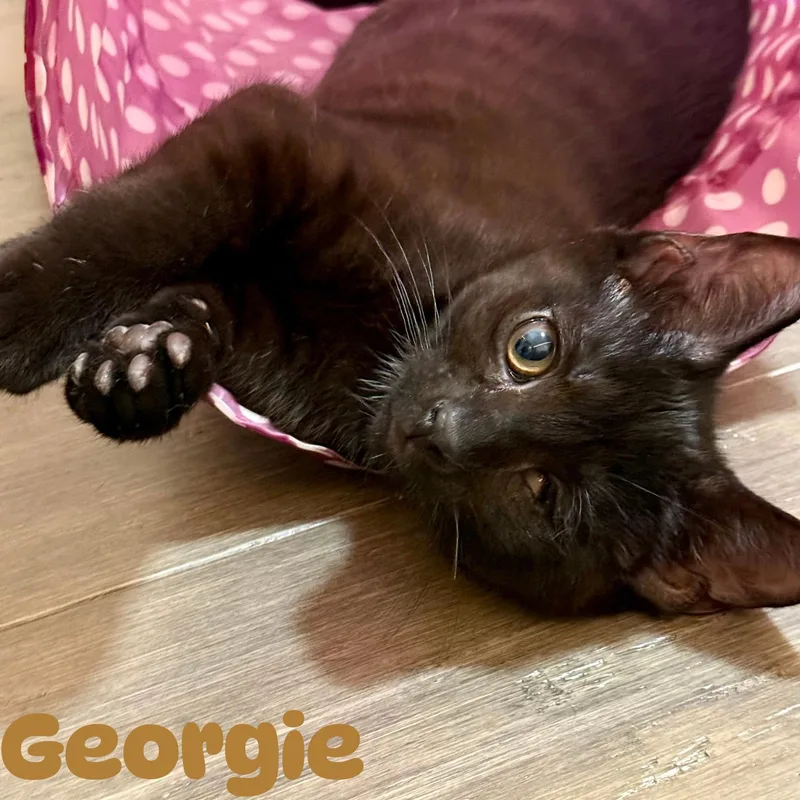 Georgie and Jules N. thumbnail 2