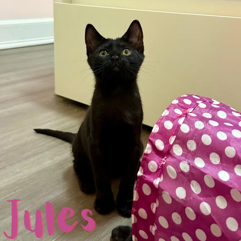 Georgie and Jules N. thumbnail 5
