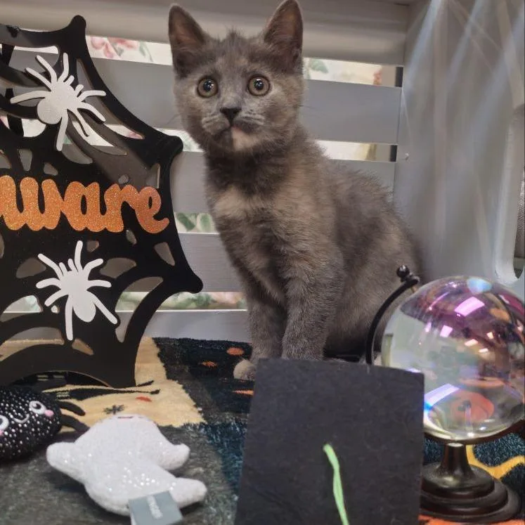 A baby small-sized female Tortoiseshell Domestic Short Hair cat named Dustin for adoption in Lynchburg, VA