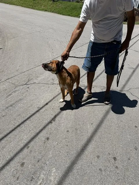 An adult large-sized male Mixed Breed dog named Jake for adoption in Dallas, TX