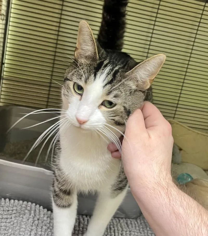 A young medium-sized male Domestic Short Hair cat named Theo for adoption in Shorewood, IL