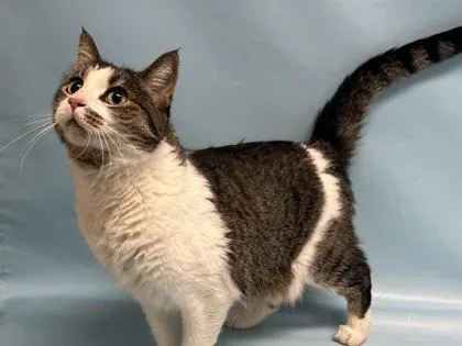 A senior small-sized female Domestic Short Hair cat named Tera for adoption in Woodbury, MN