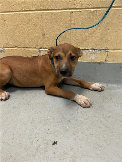 A baby small-sized male Pit Bull Terrier dog named Sirus for adoption in Tulsa, OK
