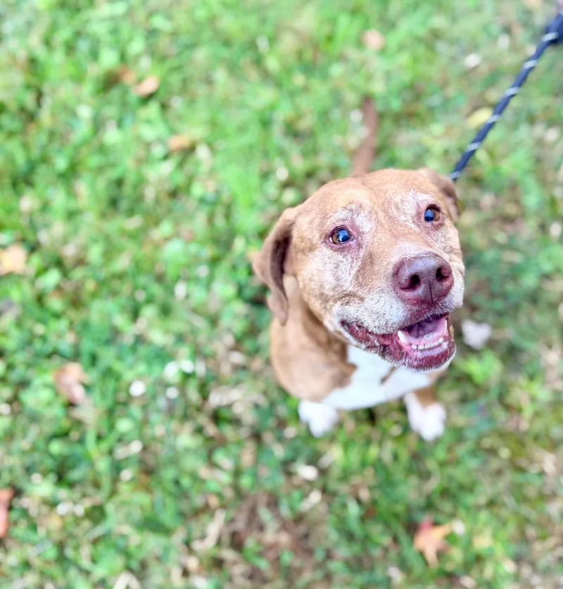 An adult large-sized female Chesapeake Bay Retriever dog named Pumpkin Spice for adoption in Petersburg, VA