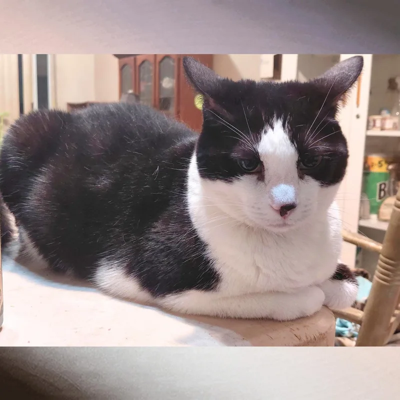 An adult large-sized female Black & White / Tuxedo Domestic Short Hair cat named Moo Moo for adoption in Orange City, FL