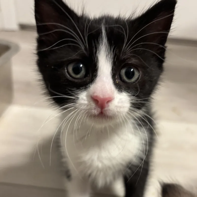 A baby medium-sized female Black & White / Tuxedo Domestic Short Hair cat named Strawberry Shortcake for adoption in Renton , WA