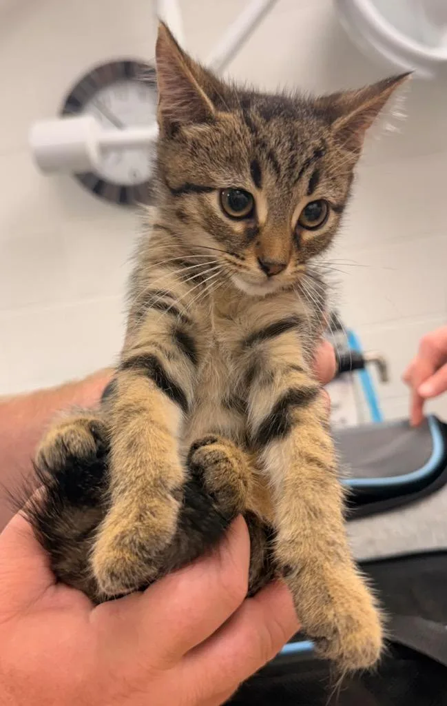 A baby small-sized male Domestic Short Hair cat named Biscotti for adoption in Defiance, OH