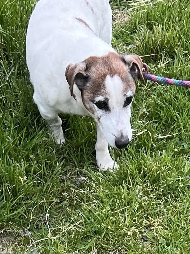 A senior small-sized male White / Cream Jack Russell Terrier dog named Jimmy for adoption in New Windsor, NY