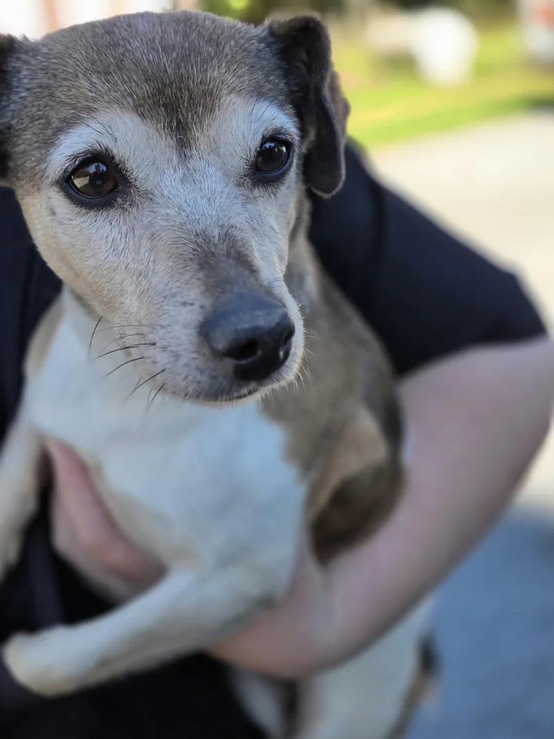 An adult small-sized female Jack Russell Terrier dog named Derby for adoption in Havertown, PA