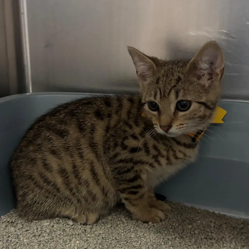 A baby small-sized female Brown / Chocolate Domestic Short Hair cat named Tuchus for adoption in Springfield, MA