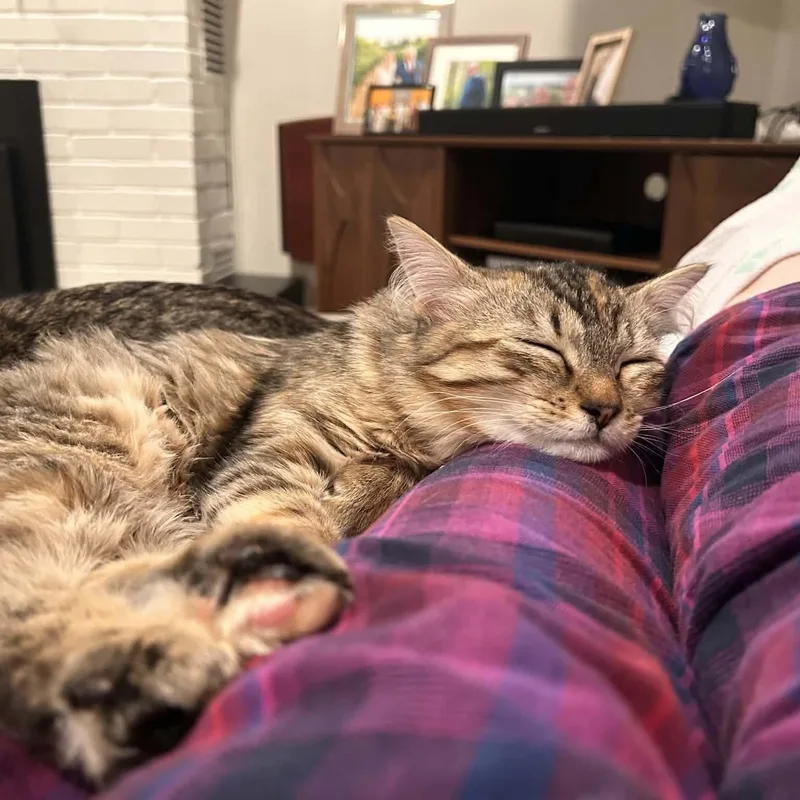 A baby small-sized female Domestic Medium Hair cat named Jessie for adoption in Gladstone, OR