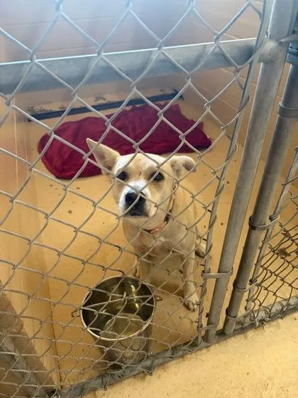A young medium-sized female Mixed Breed dog named Molly for adoption in Port Saint Joe, FL