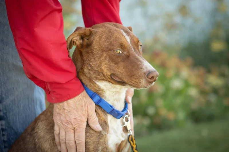 A baby medium-sized female Red / Chestnut / Orange Cattle Dog dog named Bailey for adoption in Bend, OR
