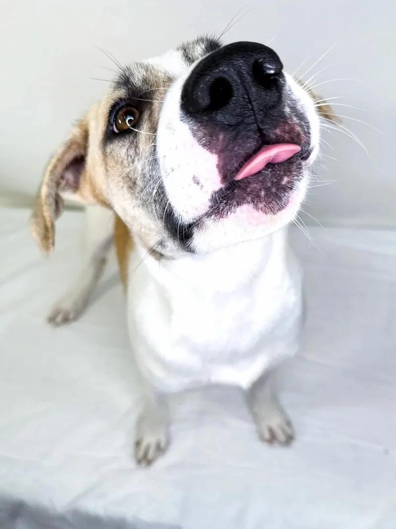 A young large-sized male White / Cream Husky dog named Sokka for adoption in Bixby, OK