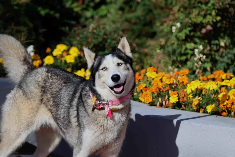An adult medium-sized female Siberian Husky dog named Nikki for adoption in Walnut Creek, CA