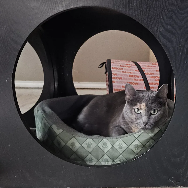 Gypsycheck Out My Video thumbnail 2