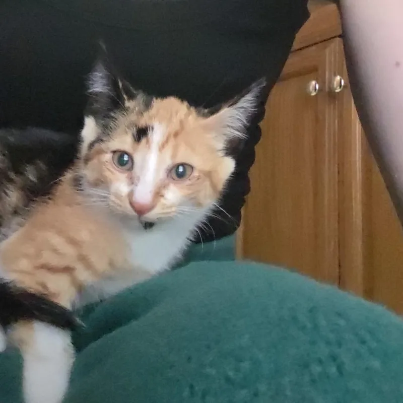 A baby small-sized female Calico Domestic Short Hair cat named Marasi for adoption in Wichita, KS