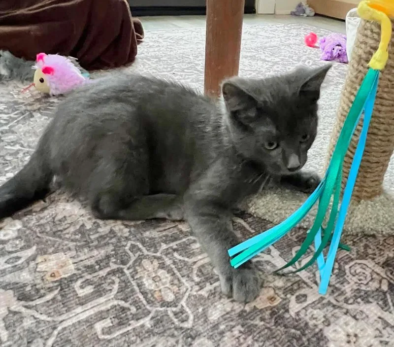 A baby medium-sized male Gray / Blue / Silver Russian Blue cat named Ozzie for adoption in Lombard, IL