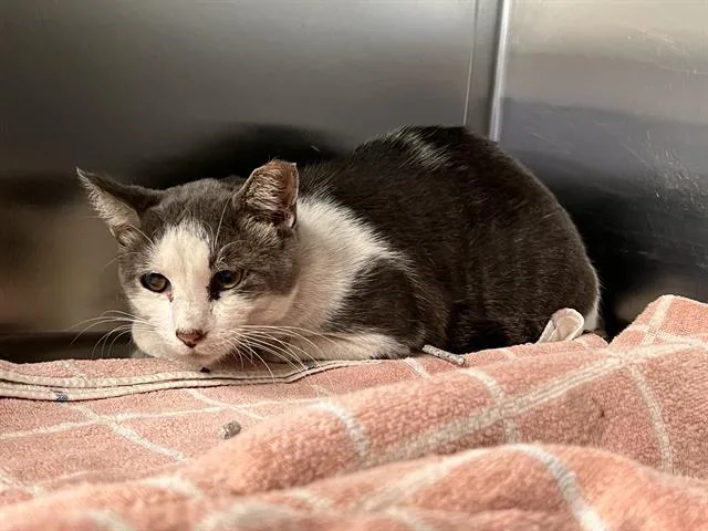 A senior small-sized male Domestic Short Hair cat named Banjos for adoption in Dallas, TX