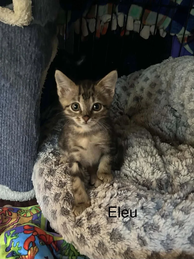 A baby medium-sized male Domestic Short Hair cat named Elue for adoption in hinckley, IL