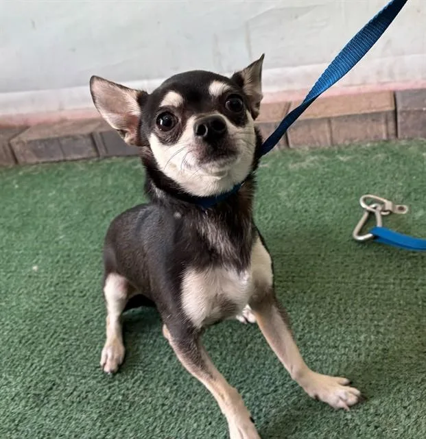 A young medium-sized male Chihuahua dog named Baby for adoption in Baldwin Park, CA