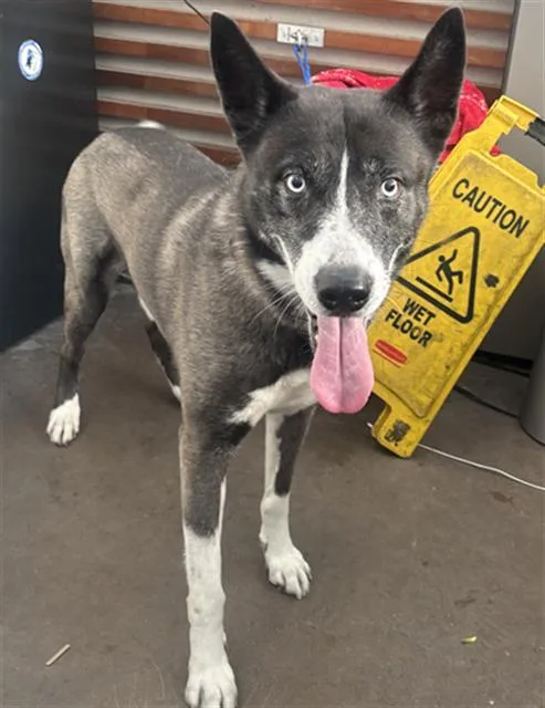 An adult large-sized male Mixed Breed dog named Hunter for adoption in Dallas, TX