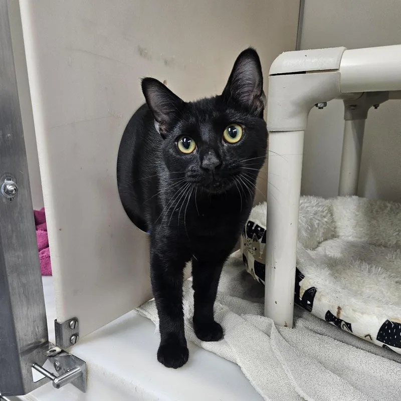 A young medium-sized male Black Domestic Short Hair cat named Elliot for adoption in Fairfax, VA