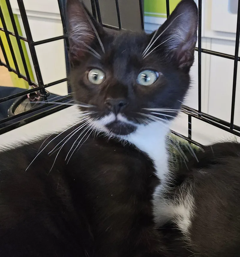 A baby medium-sized male Black & White / Tuxedo Domestic Short Hair cat named Ozzy for adoption in Nottingham, MD