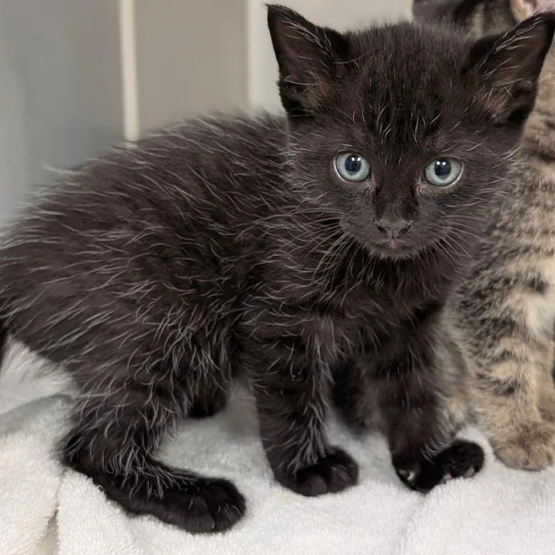 A baby small-sized male Black Domestic Short Hair cat named Kingsley for adoption in Buchanan Dam, TX