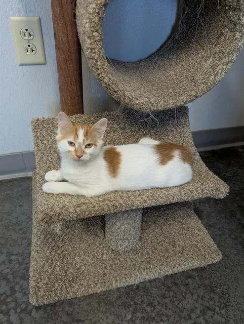 A baby small-sized male Domestic Short Hair cat named Billie for adoption in Brunswick, GA