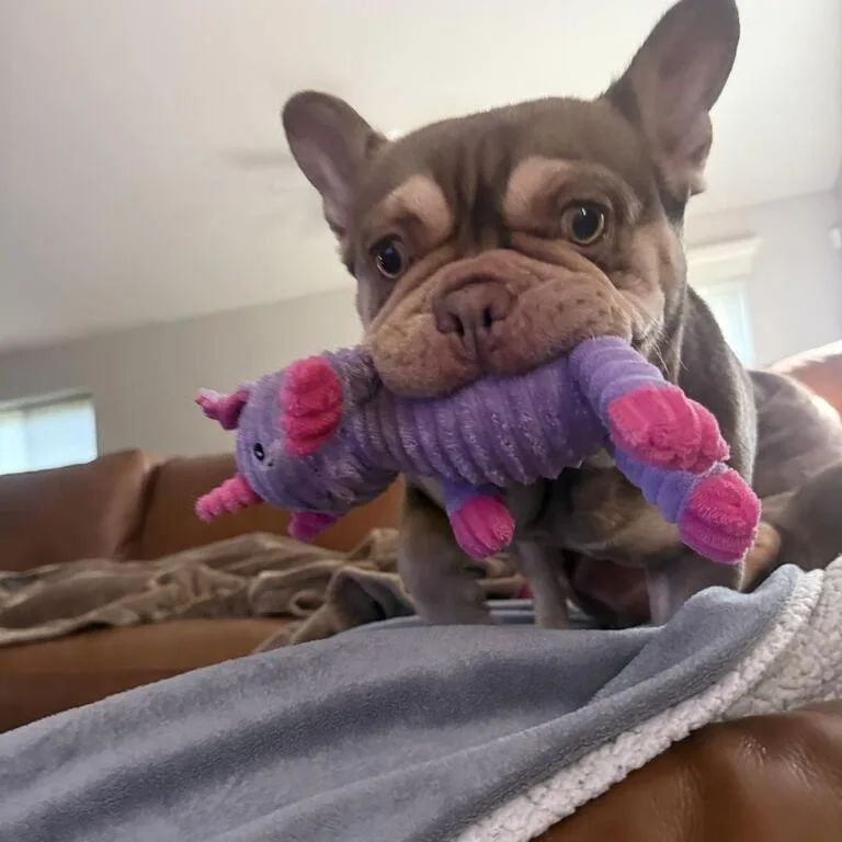 Reese thumbnail 3