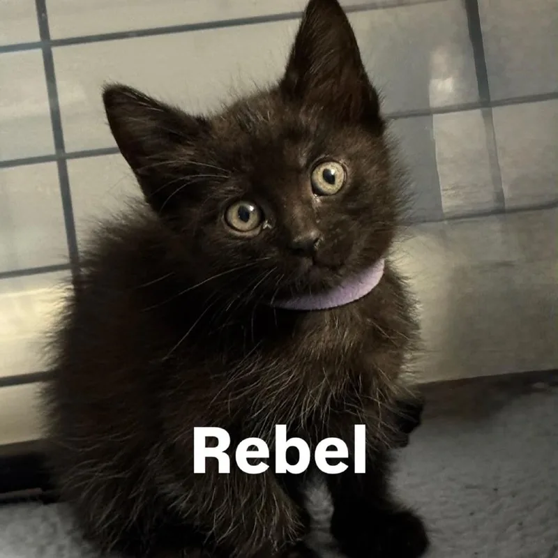 A baby small-sized female Black Domestic Short Hair cat named Rebel for adoption in Kansas City, MO