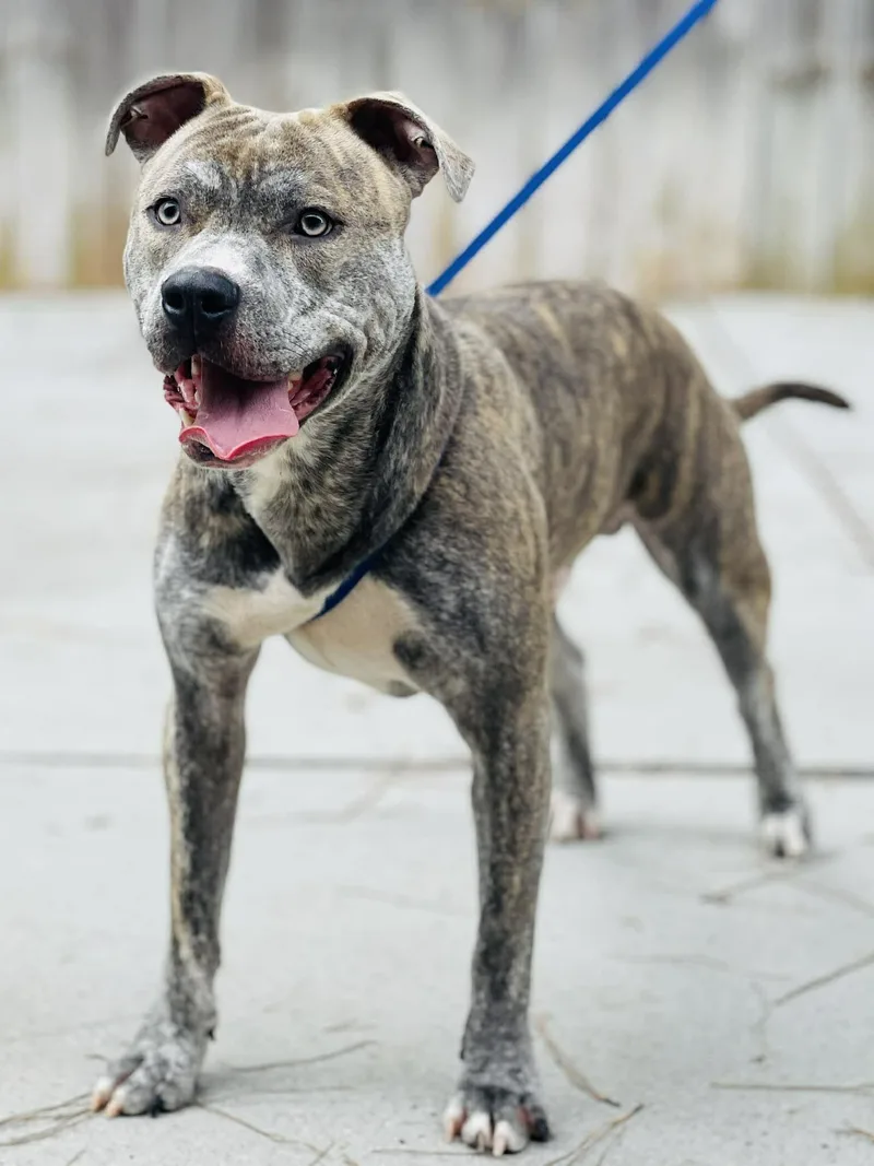 An adult large-sized male Brindle Pit Bull Terrier dog named Ac "hayhay" for adoption in Conyers, GA
