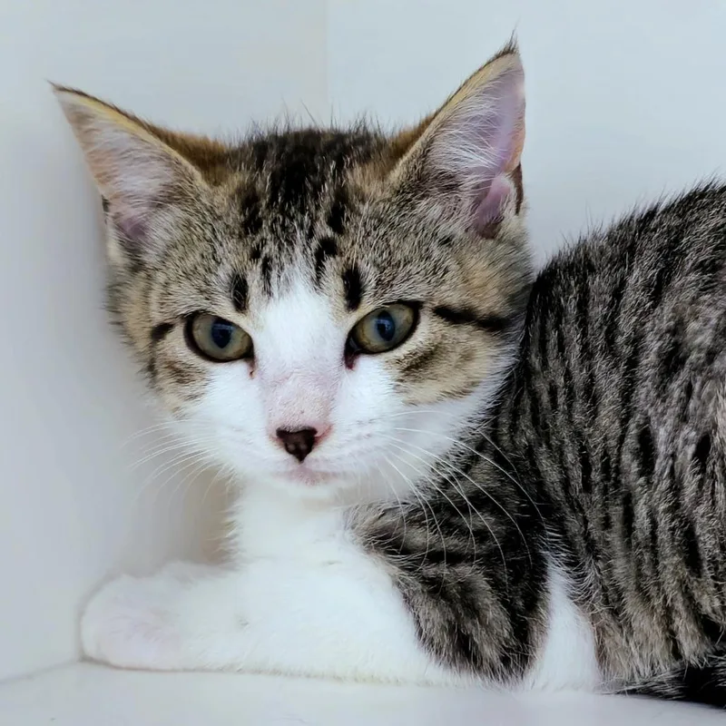 A baby small-sized female Domestic Short Hair cat named Puddle for adoption in Cumming, GA