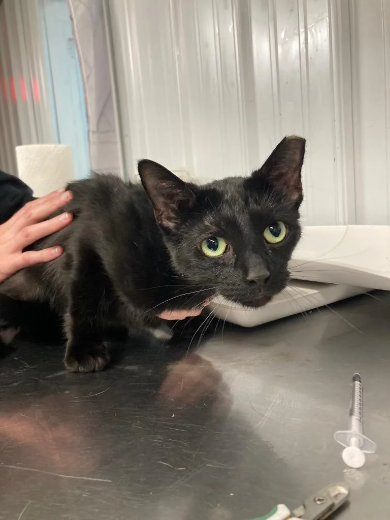 A young medium-sized female Domestic Short Hair cat named Mocha for adoption in Pierceton, IN