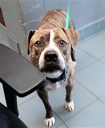 An adult large-sized male Brindle Mixed Breed dog named Juke for adoption in Nashville, TN