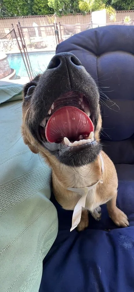 A baby small-sized female Pug dog named Remi for adoption in Pomona, CA
