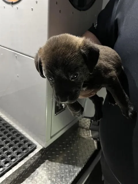 A baby small-sized female German Shepherd Dog dog named Knight for adoption in Miami, FL