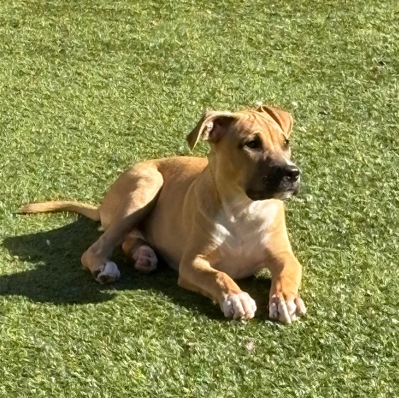 A baby medium-sized male Pit Bull Terrier dog named Chucky for adoption in Charlotte, NC