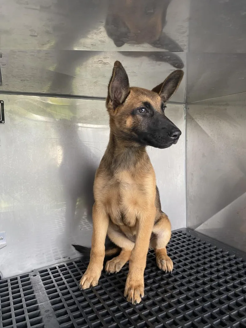 A baby small-sized female Mixed Breed dog named Mel for adoption in Dallas, TX