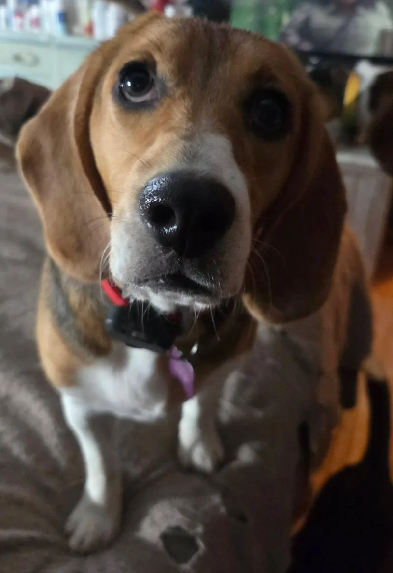 A young medium-sized female Beagle dog named Louisa for adoption in Crystal, MN