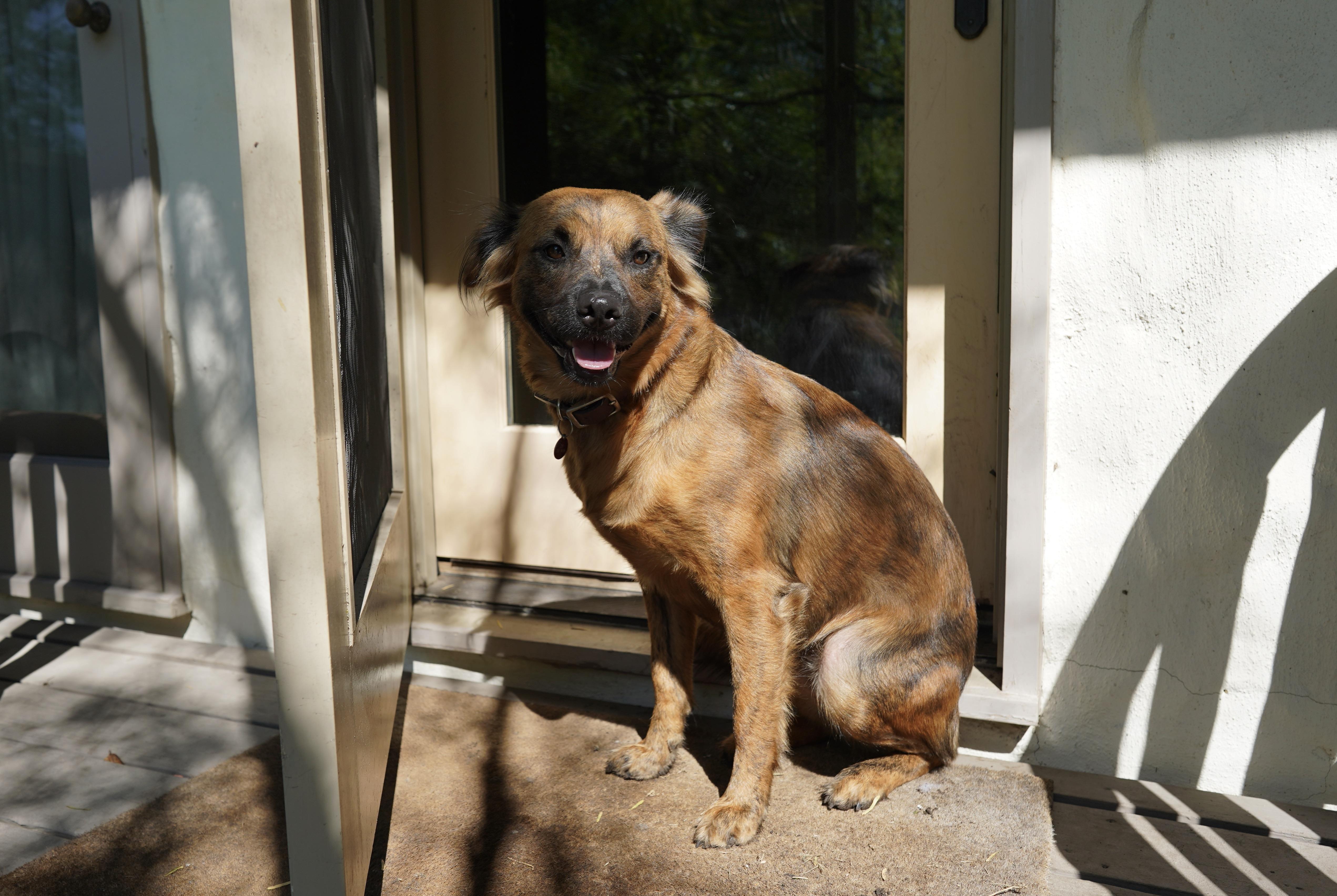 An adult medium-sized female Australian Shepherd dog named Giggy for adoption in San Antonio, TX
