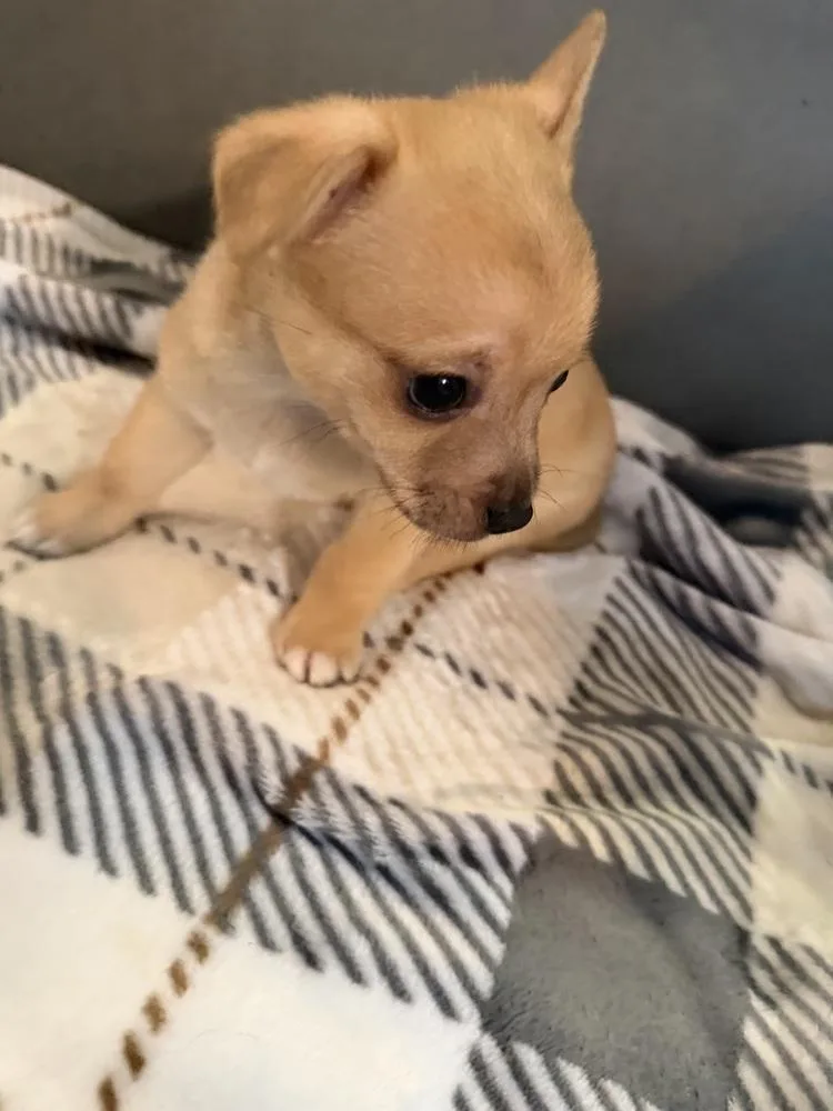 A baby small-sized male Brown / Chocolate Chihuahua dog named Bandit for adoption in Mooresville, NC