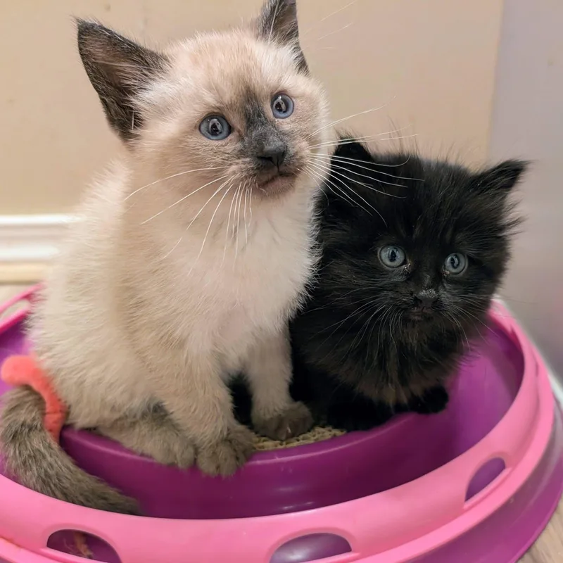 A baby medium-sized female Blue Point Ragdoll cat named Pippa for adoption in Libby, MT