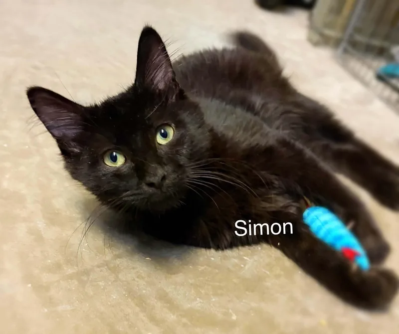 A young medium-sized male Black Domestic Long Hair cat named Simon for adoption in St. George, UT