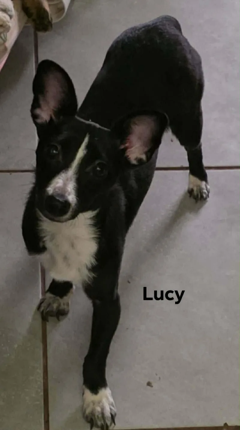 A young small-sized female Mixed Breed dog named Lucy for adoption in Windsor, CO