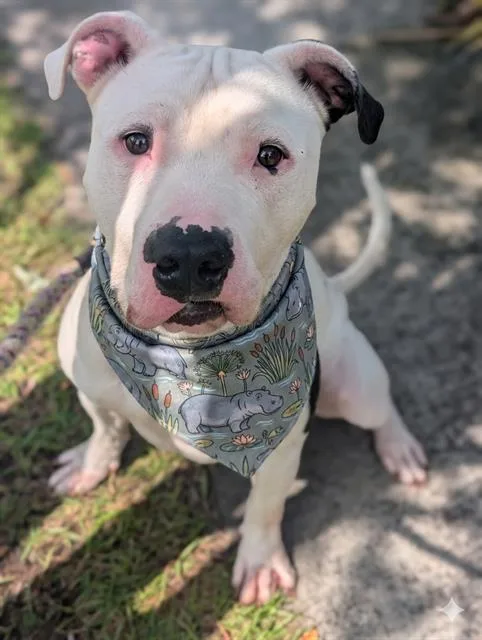 A young large-sized male Mixed Breed dog named Hippo for adoption in Jacksonville, FL