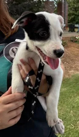 A baby medium-sized male Labrador Retriever dog named Aggie for adoption in Madison, NJ