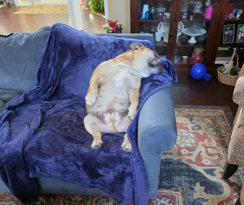 A senior large-sized male Yellow / Tan / Blond / Fawn English Bulldog dog named Cleatus for adoption in Milton, GA