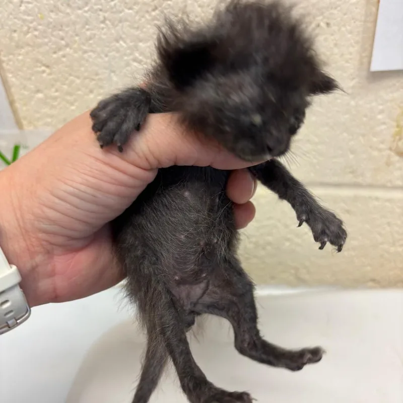 A baby small-sized male Black Domestic Short Hair cat named Dodger for adoption in Memphis, TN
